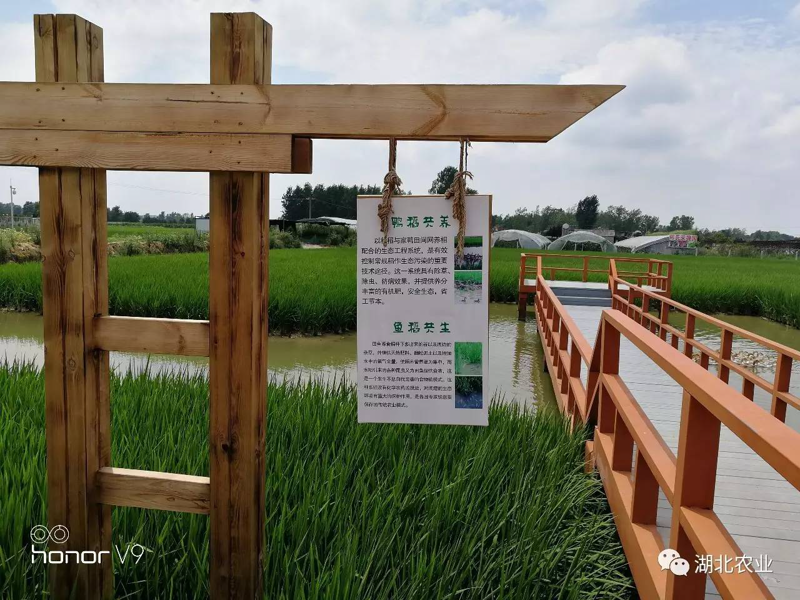 珍珠米，精粹的美食之选